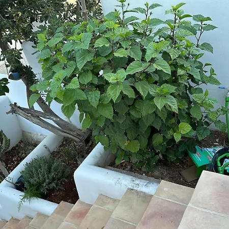 Apartamento Son De Mar Rotas - 3 De 1 2 Y 3 Cada Uno Llebeig Saona Y Benita Dénia